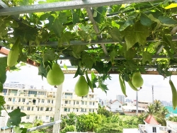 Sân thượng 30m2 quanh năm không thiếu rau ăn cho gia đình ở Sài Gòn