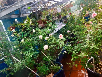 san thuong 80m2 chat kin rau qua hoa hong va ga sach o sai gon
