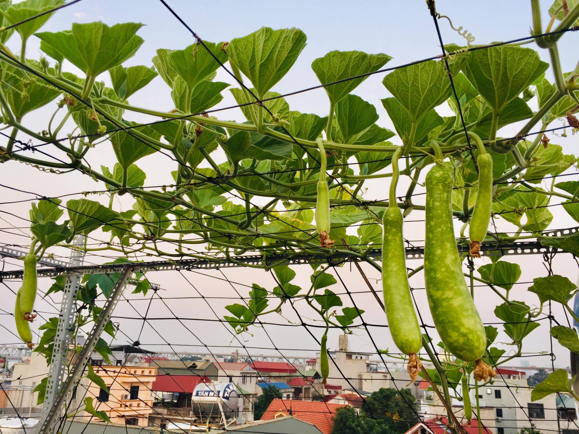 Sân thượng phủ kín màu xanh tươi với đủ loại rau quả sạch ở Hà Nội