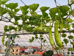 Sân thượng phủ kín màu xanh tươi với đủ loại rau quả sạch ở Hà Nội