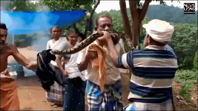 Video: Màn giải cứu người đàn ông bị trăn khổng lồ dài 3 mét siết chặt cổ