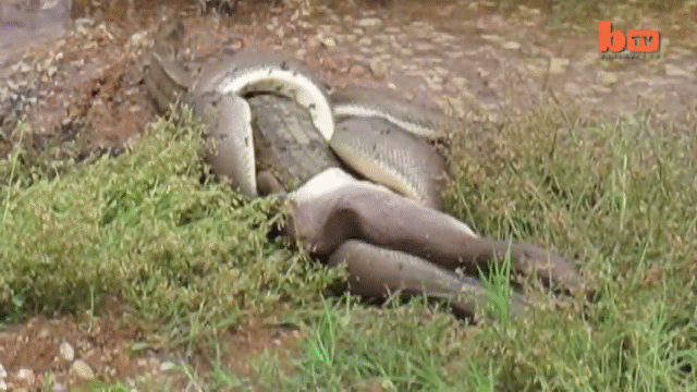 Video: Trăn khủng chỉ mất 15 phút để nuốt chửng cá sấu sau trận huyết chiến ròng rã 5 giờ đồng hồ