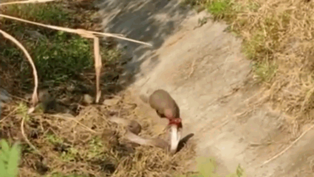 video bi cay mangut danh up tu phia sau roi loi di xenh xech ran ho mang bat ngo phan don