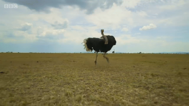 Video: Đà điểu đực "cản mũi" khiến bầy linh cẩu hụt hẫng