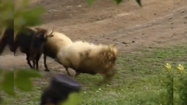 video man pha binh bat ngo cua chu de duc