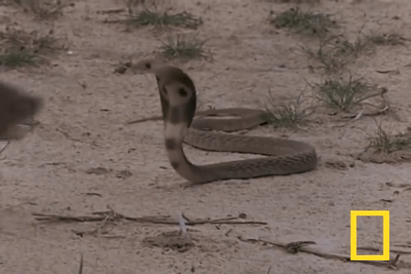 Video: Rắn hổ mang bành khổng lồ quyết "ăn thua" với cầy Mangut