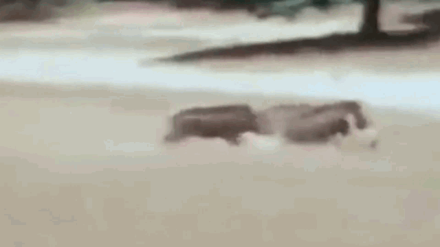 Video: Bị lợn rừng phản công, báo hoa mai chạy "rẽ đất" để bảo toàn mạng sống