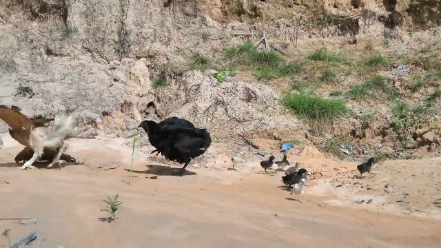 video dai bang vo truot ga con bi ga mai me lao toi mo cho toi boi