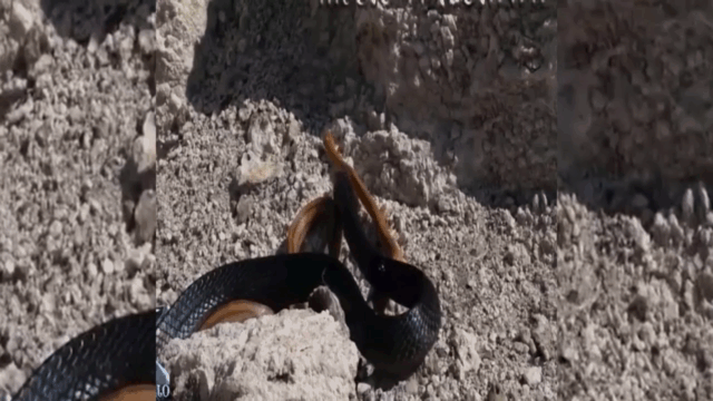 video ran mamba den hau doi vat va nuot chung ran nau