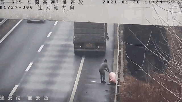 Camera giao thông: Tài xế liều lĩnh lùi xe trên cao tốc để "nhặt" lợn rơi