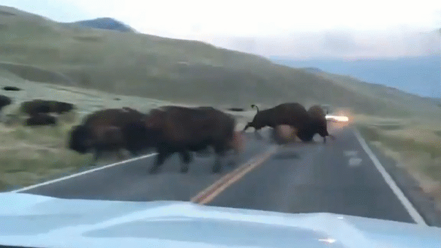 video bo rung bison huc doi thu bay qua duong cao toc
