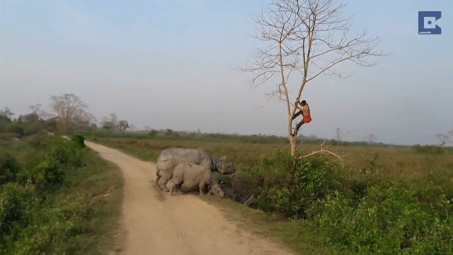 video bi te giac doa nguoi dan ong so hai leo tot len cay de giu mang