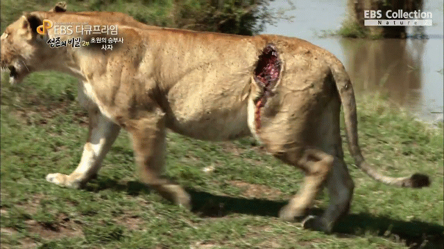 Video: Bị đàn trâu nước dồn lực phản công, sư tử mất nguyên một mảng đùi, thất thểu bước đi