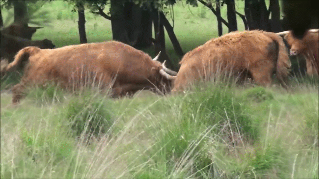 Video: Gay cấn màn tỷ thí giữa 2 con bò tót cao nguyên