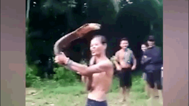 Video: Bị trêu chọc, rắn hổ mang rít lên phản kháng, tước đoạt mạng sống của một pháp sư