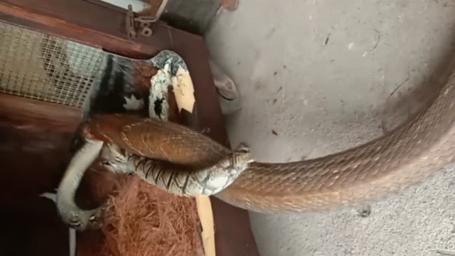 video doi dau tran vua noc doc ho mang chua lieu co co hoi phat huy tac dung