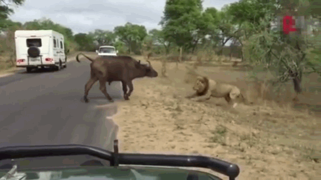 Video: Trâu rừng chơi ngông chặn đầu sư tử và cái kết khó tin