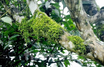 Sơn La: hàng trăm cây chè cổ thụ đủ điều kiện công nhận "Cây di sản Việt Nam"