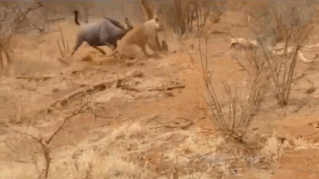 Video: Bất ngờ bị linh dương đầu bò phản công, sư tử suýt bỏ mạng vì "khinh địch"