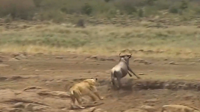 Video: Linh dương "lật ngược thế cờ", đuổi sư tử chạy rẽ đất