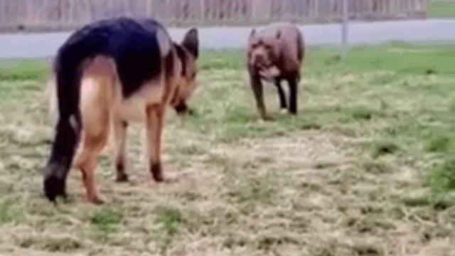 video cho pitbull hung hang doi dau becgie va cai ket bat ngo