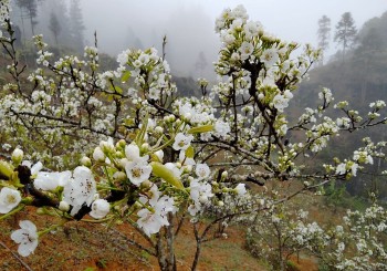 dac sac le hoi hoa le trang bien cuong si ma cai