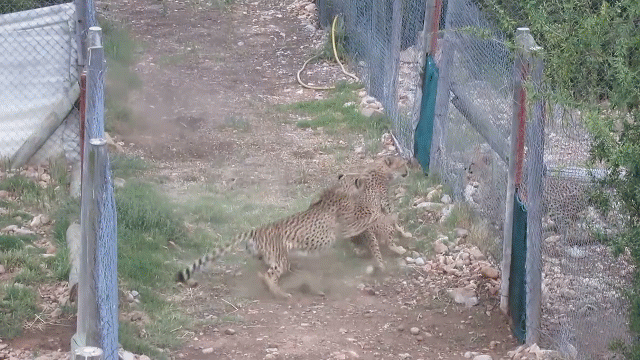 video bi kich dong hai chu bao san lao vao quyet chien