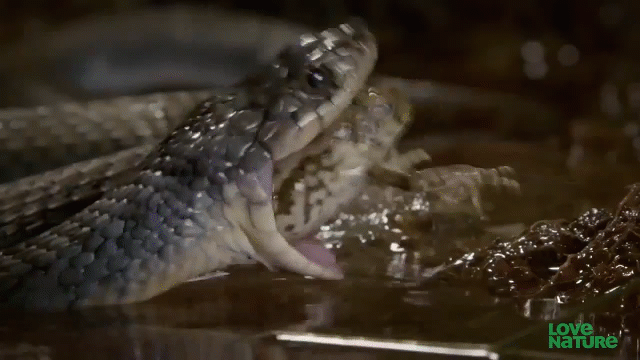 video ran doc hot hoang voi nhung bien doi bat thuong cua co the sau khi an thit coc mia