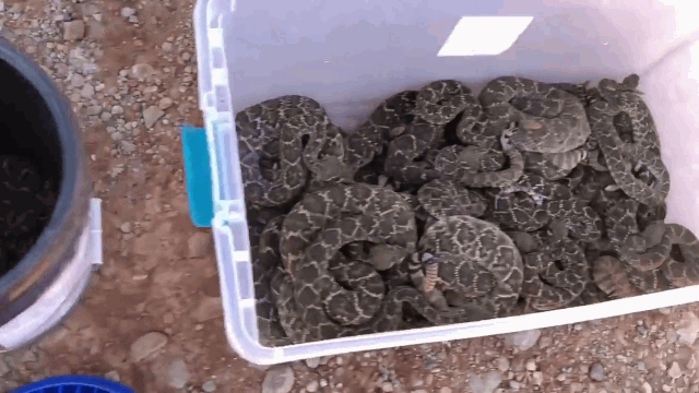 Video: Kinh hoàng cảnh 39 con rắn đuôi chuông làm tổ lúc nhúc bên dưới nền nhà