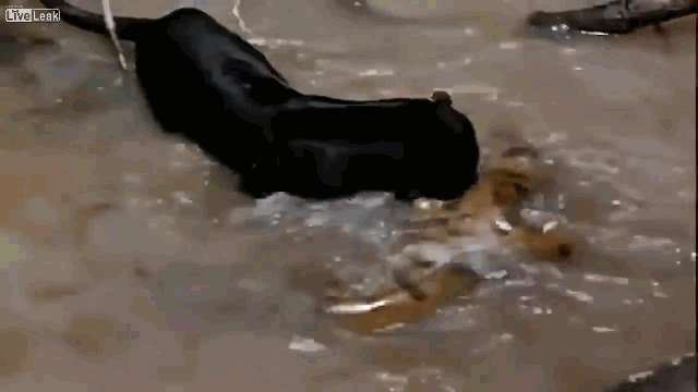 Video: Tử chiến tay đôi, báo đen tinh nhuệ hạ gục trăn Anaconda khổng lồ
