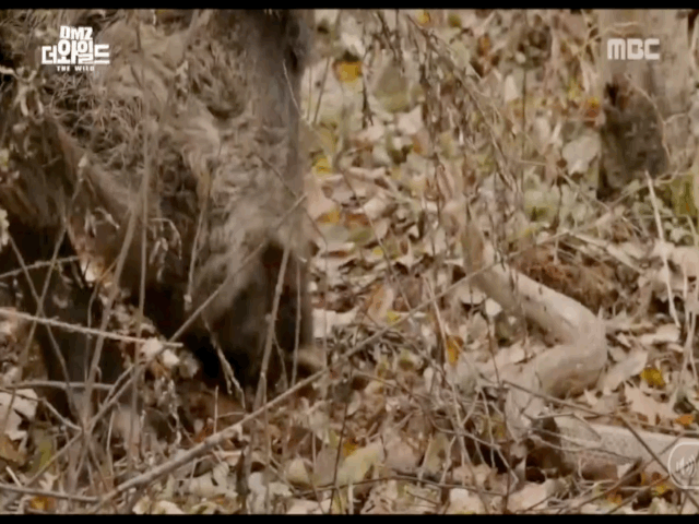 video ran doi dau lon rung pham an va ket cuc