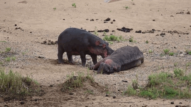 video ha ma cu xu ky la truoc dong loai da chet