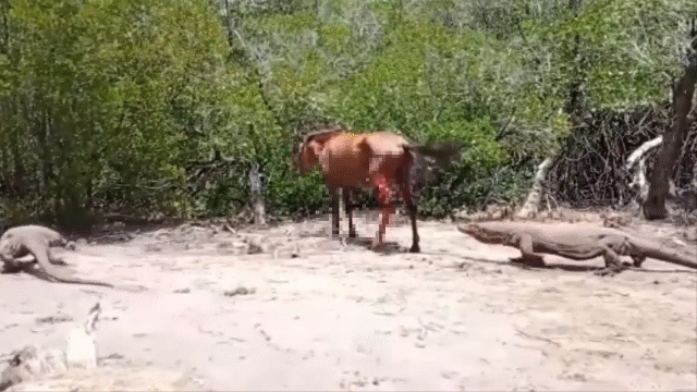 Video: Cận cảnh màn kết liễu tàn độc của rồng Komodo dành cho ngựa hoang
