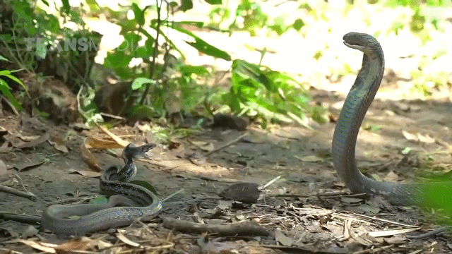 Video: Nghẹt thở với màn so găng giữa 2 chú rắn hổ mang