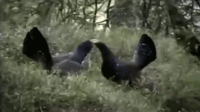 video tu chien dai bang cuu ban ga rung nhan cai ket be bang