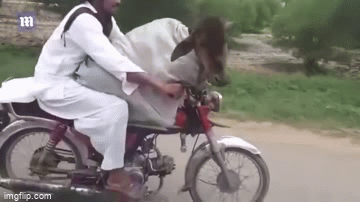 Video: Thanh niên chơi trội vác bò lên xe máy chở đi dạo phố