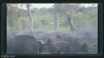 video dan trau rung hop suc bao thu su tu