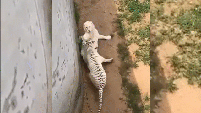 video bach ho dai chien su tu trang va ket cuc