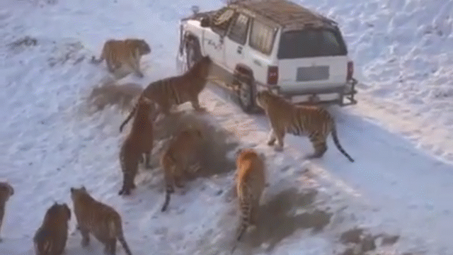video chiec xe jeep vua dung lai lap tuc bi ca dan ho bua vay tu phia