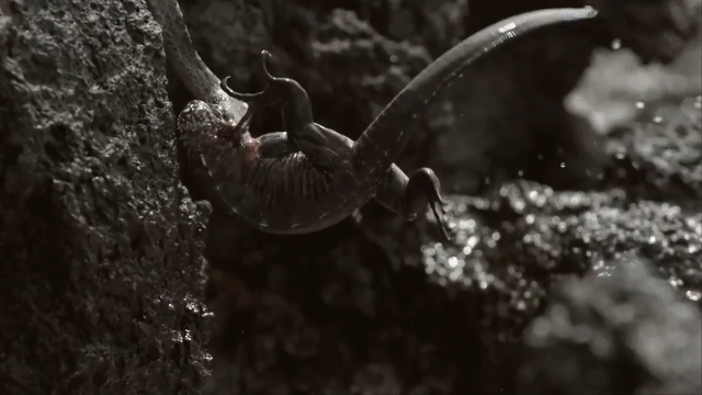 Video: Đang cắn cổ cự đà, rắn racer bị kẻ săn mồi tinh ranh "nẫng tay trên"