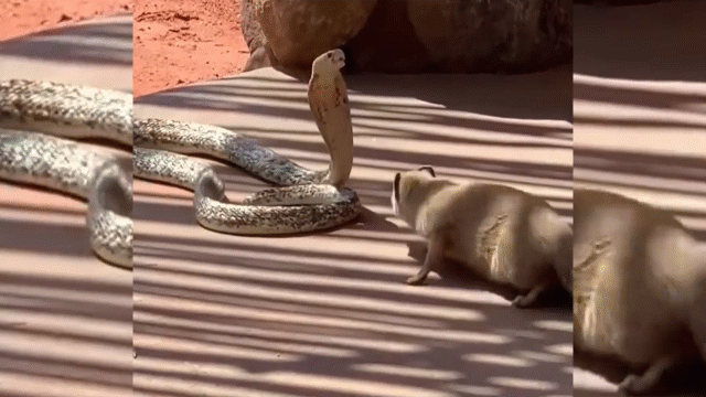 Video: Màn vũ đạo"gây rối não" của rắn hổ mang và cầy mangut