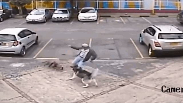 video kinh hoang canh cho husky bi pitbull can xe dien cuong tren pho