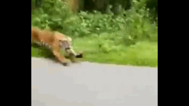video ho bengal ruot duoi vo nguoi di xe may tren duong