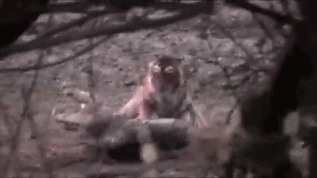 video ho tung don nhanh nhu chop xu ca sau khong lo