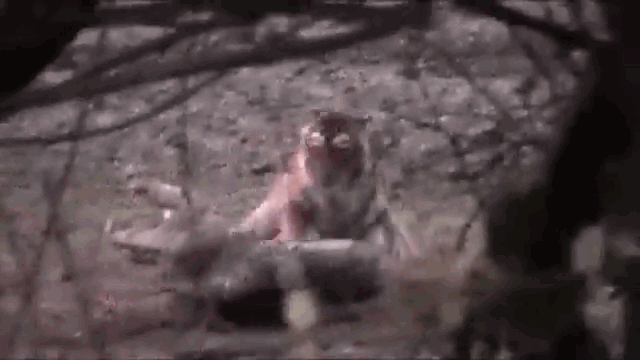 Video: Hổ tung đòn nhanh như chớp 'xử' cá sấu khổng lồ
