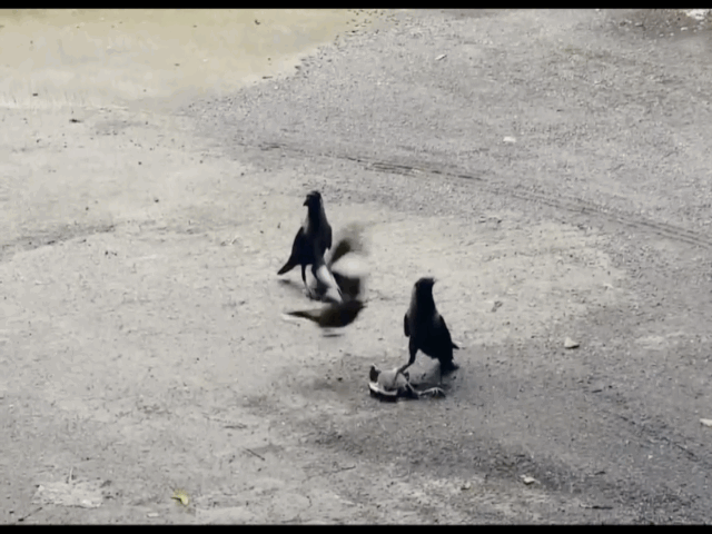 video chim me ti hon mot minh quyet dau voi hai con qua de cuu con