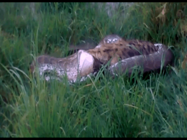 Video: Trăn đá tung đòn khiến linh cẩu bỏ mạng trong chớp mắt