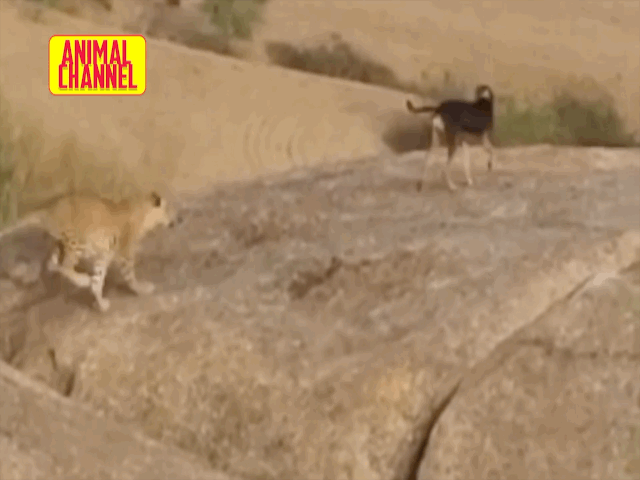 video cho nha thoat hiem vo cung ngoan muc truoc man tan cong cua bao dom