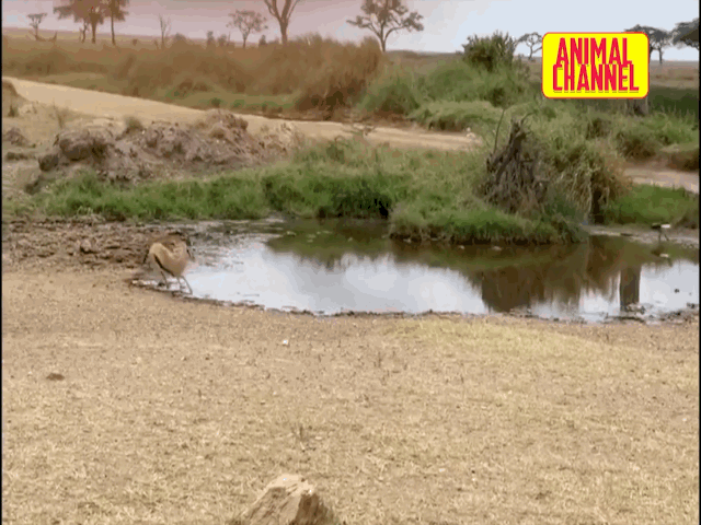 Video: Sư tử hít no bụi vì dính cú lừa cao tay của linh dương impala