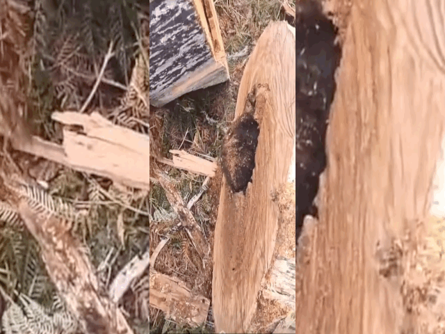 video giat minh chung kien sinh vat la ngo nguay giua than cay